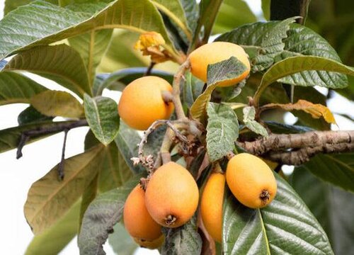 枇杷树什么时候剪枝最好