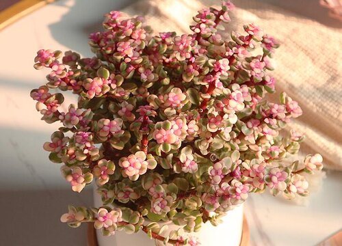 金枝玉叶什么时候移栽最好