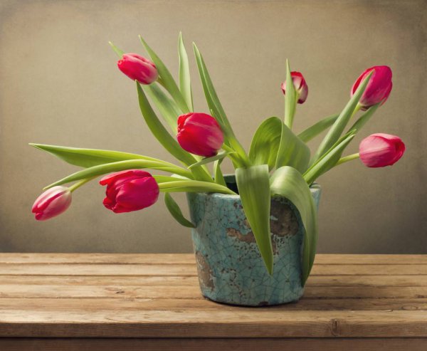 百合花可以放卧室吗