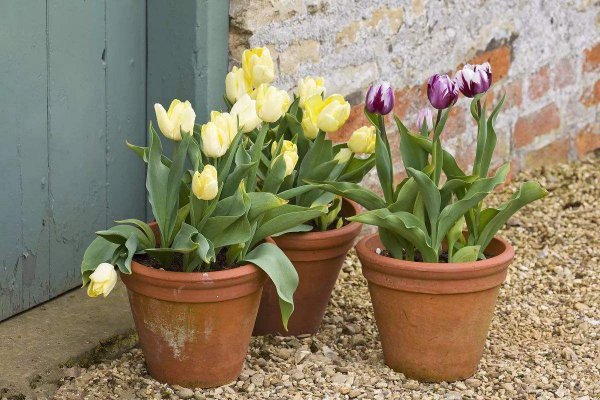 百合花可以放卧室吗