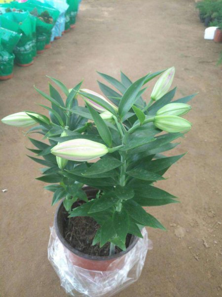 百合花可以放卧室吗