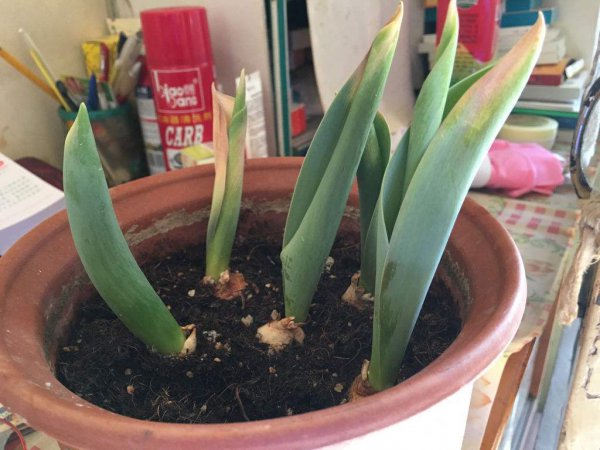 百合花可以放卧室吗