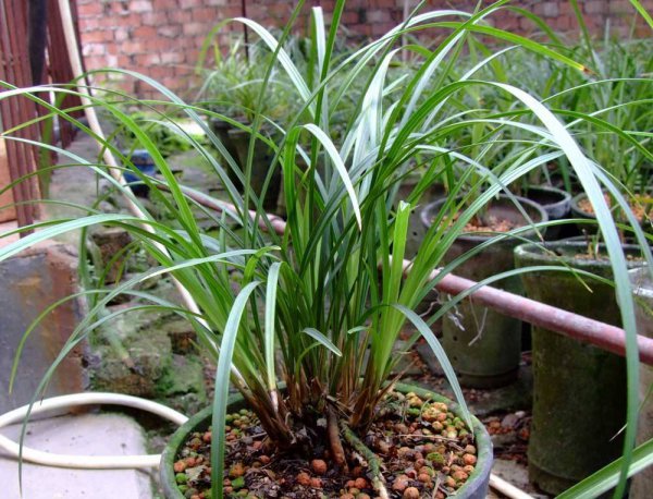 百合花可以放卧室吗