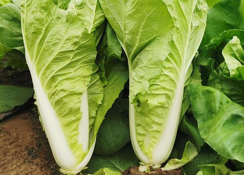 白菜移栽后打蔫了还能活吗