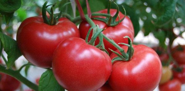 西红柿坐果期如何管理