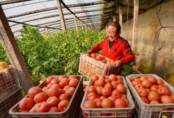 西红柿坐果期如何管理