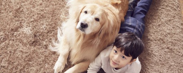 金毛犬的饲养方法