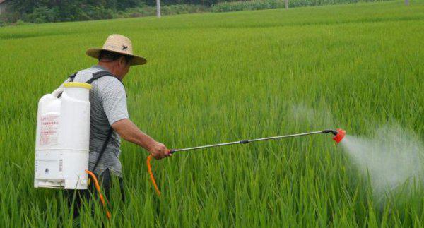 水稻二化螟的防治方法有哪些