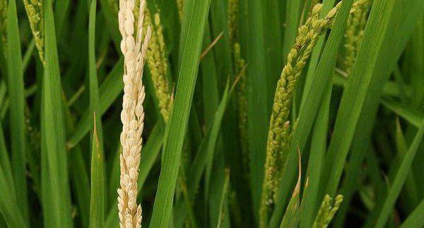 水稻二化螟的防治方法有哪些