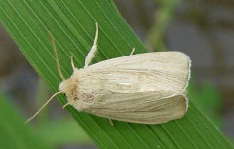 水稻二化螟的防治方法有哪些