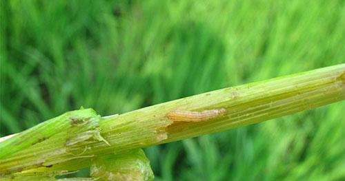 水稻二化螟的防治方法有哪些