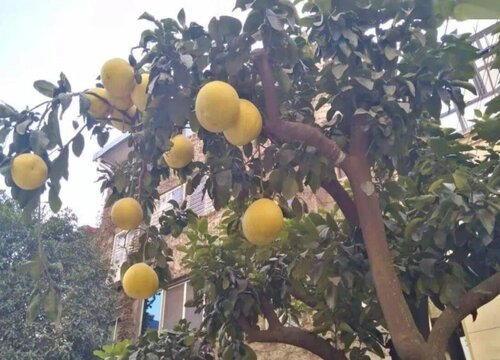 家中养殖金钱橘不能忽视的细节