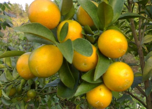 家中养殖金钱橘不能忽视的细节