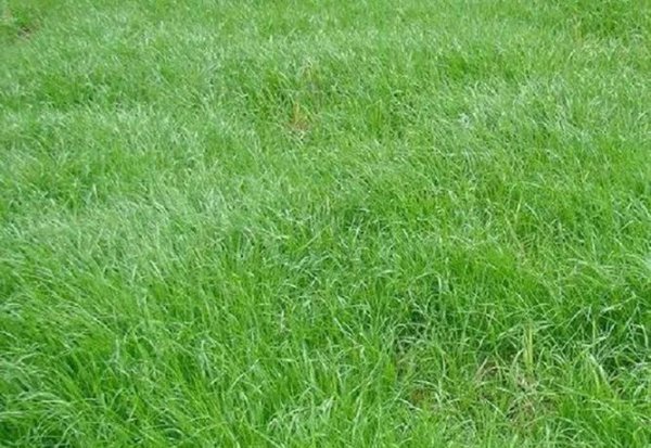 黑麦草一年四季都可以种吗