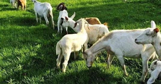 黑麦草一年四季都可以种吗