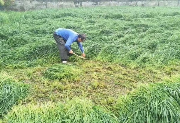黑麦草一年四季都可以种吗