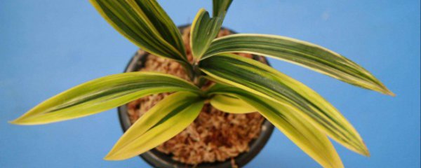 达摩冠怎么养才能旺盛