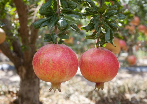 石榴只开花不结果是什么原因