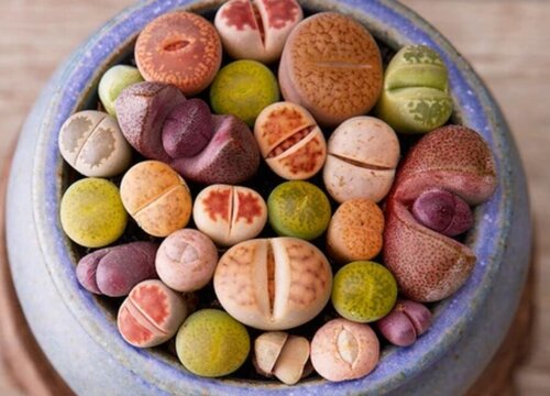 如何让生石花快速生根