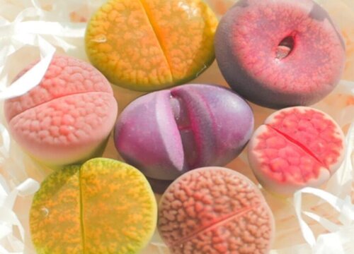 如何让生石花快速生根