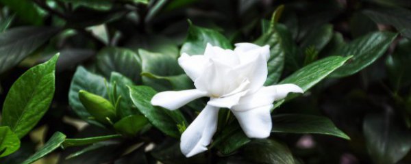 桅子花叶子都干枯怎么办