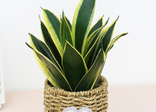 虎皮兰摆放风水禁忌及位置