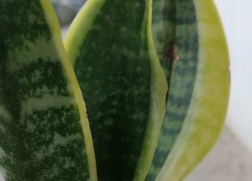 虎皮兰摆放风水禁忌及位置