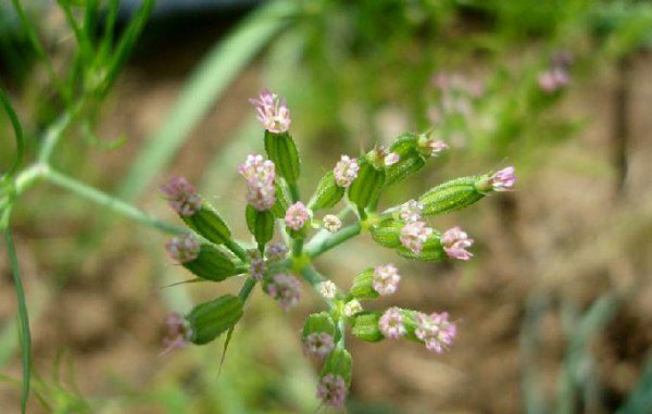 孜然是什么植物的种子