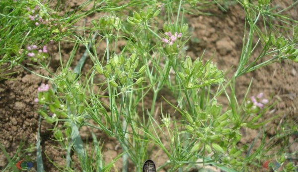 孜然是什么植物的种子