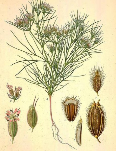 孜然是什么植物的种子