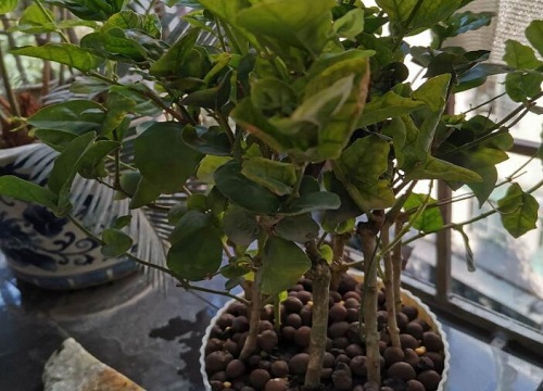 茉莉花小苗如何把根系养好