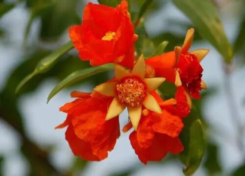 石榴花在什么季节开放