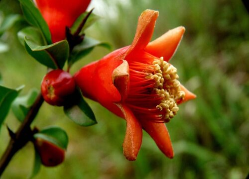 石榴花在什么季节开放