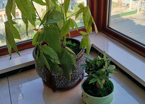 发财树叶子发黄枯萎怎样挽救解决