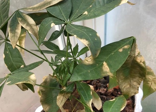 发财树叶子发黄枯萎怎样挽救解决