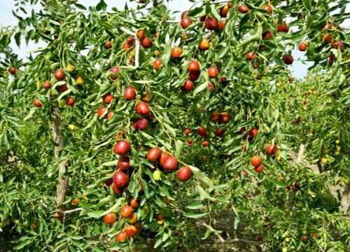 龙须枣树怎么养殖