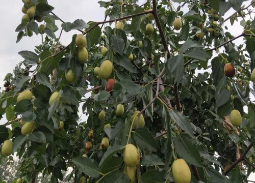 龙须枣树怎么养殖