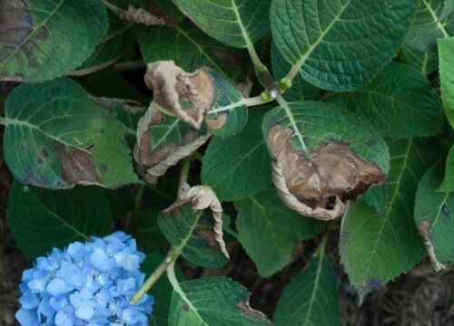 绣球花炭疽病的发病原因及治疗方法