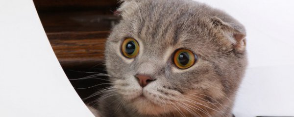 猫冬天静电怎么消除