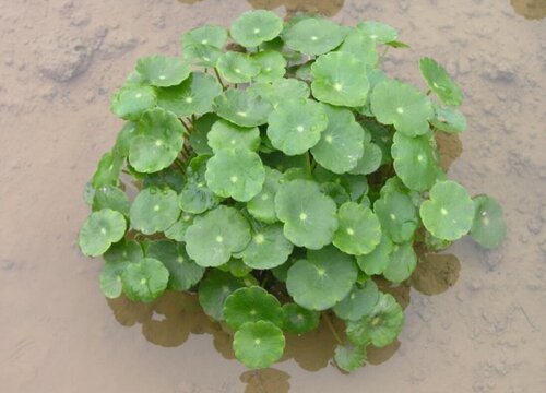 香菇草怎么修剪方法