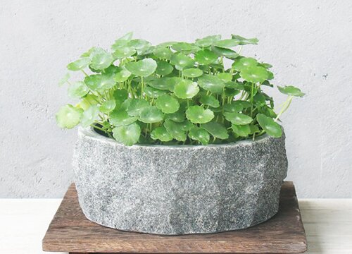 香菇草怎么修剪方法