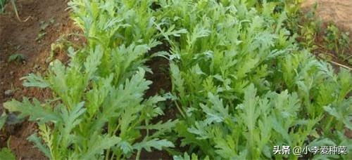茼蒿的种植时间及日常管理方法