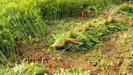 茼蒿的种植时间及日常管理方法