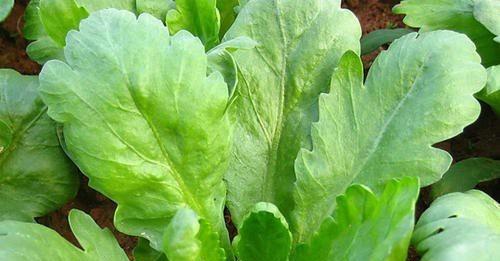 茼蒿的种植时间及日常管理方法