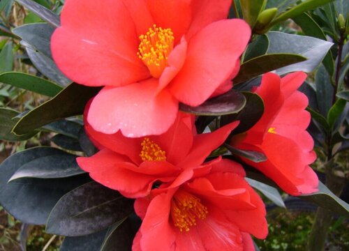 四季杜鹃茶花一年开几次花