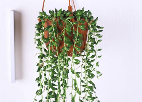 佛珠冬天怎么养护