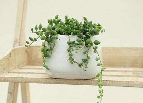 佛珠冬天怎么养护