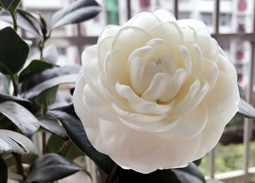 山茶花耐寒最低温度是多少