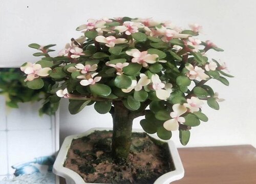 如何养玉树长成老树桩更快速