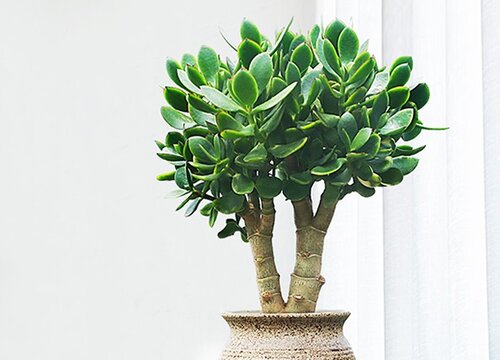 如何养玉树长成老树桩更快速